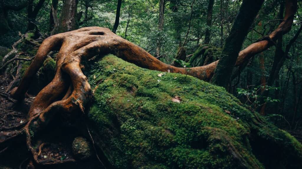 Last chance to see the world’s most ancient forests 1
